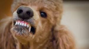 poodle